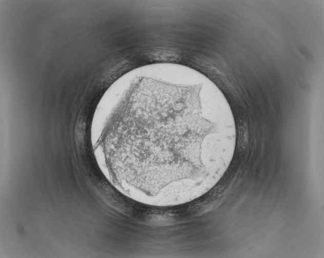 X0000111030263200908061442