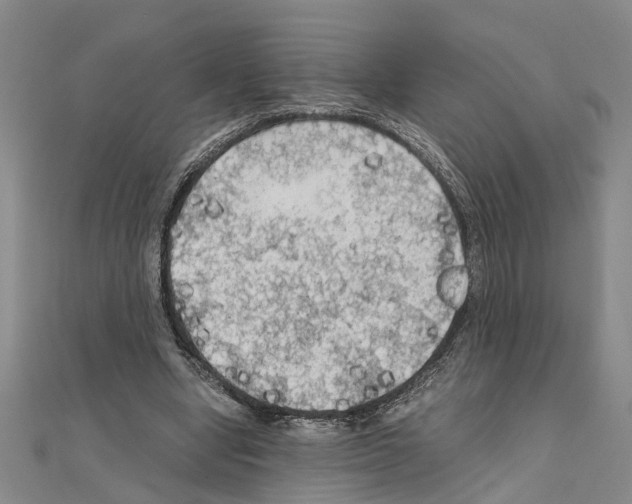 X0000111030442200908061439