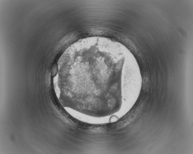X0000111030454200908061439