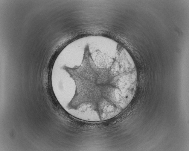 X0000111030679200908061436