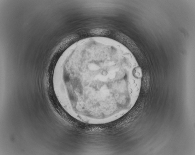 X0000111030734200908061435