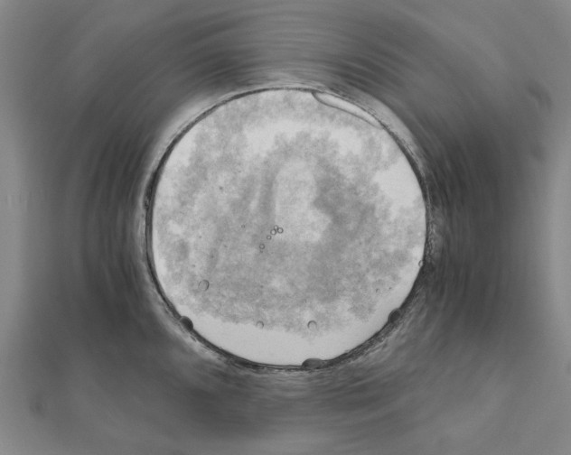 X0000111031096200908061430