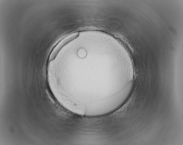 X0000111031173200908061429
