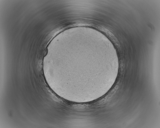 X0000111031185200908061429