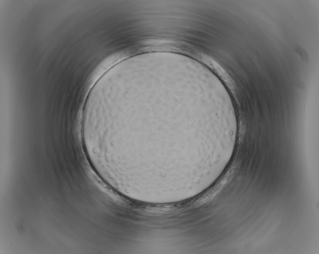 X0000111031386200908061426