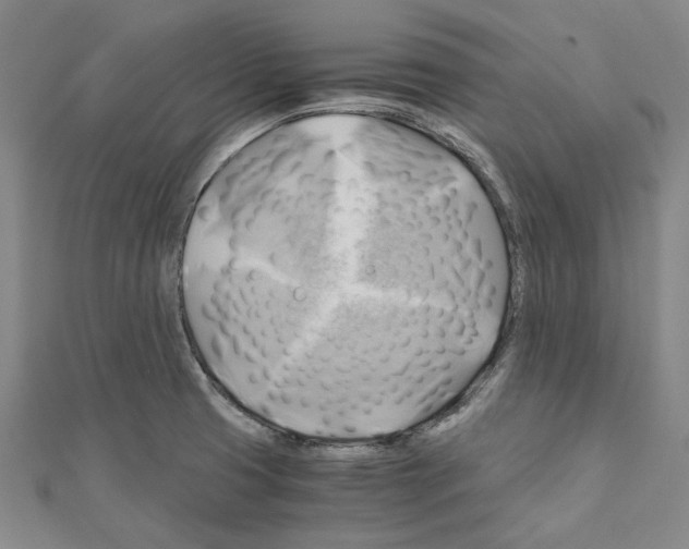 X0000111031425200908061426