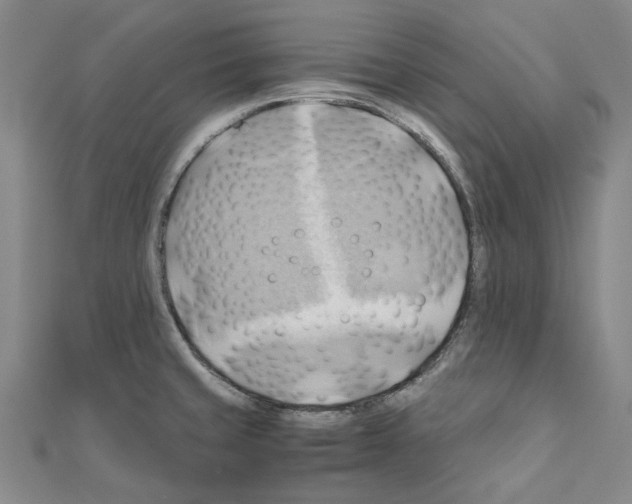 X0000111031429200908061426