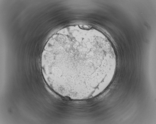 X0000111031433200908061426