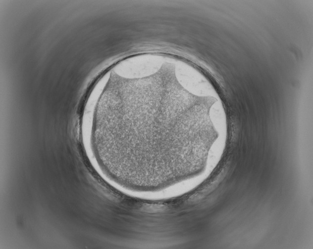 X0000111031509200908061424