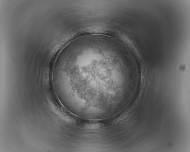 X0000111040202200906251410
