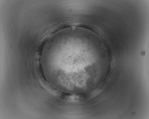 X0000111040366200906251407