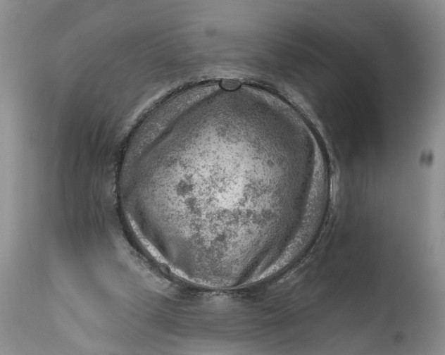 X0000111040249200907091616