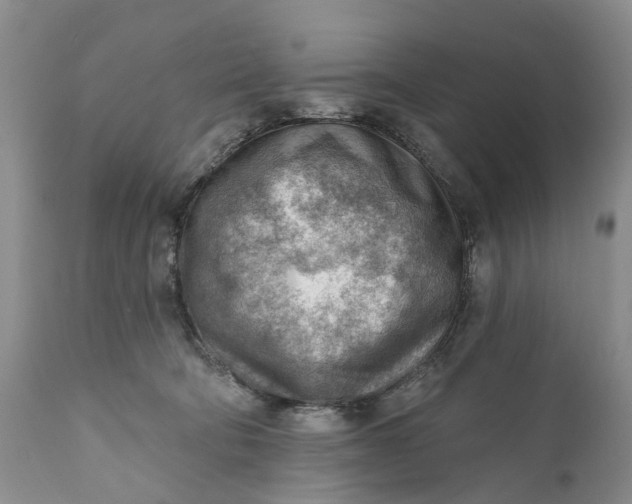 X0000111040322200907091615