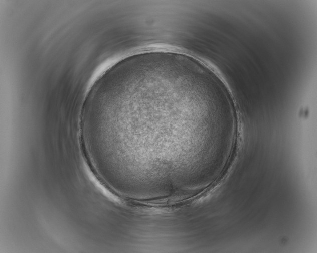 X0000111041381200907091558