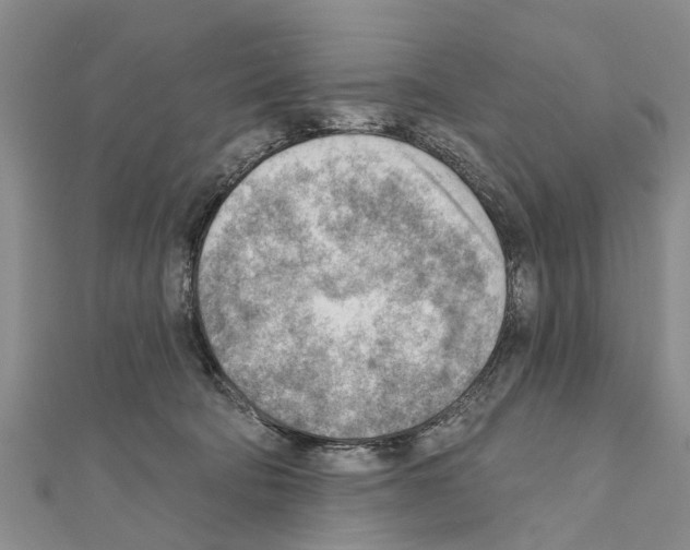 X0000111040322200908061502