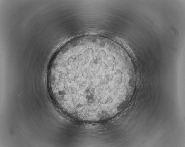 X0000111040346200908061501