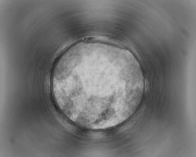 X0000111040349200908061501