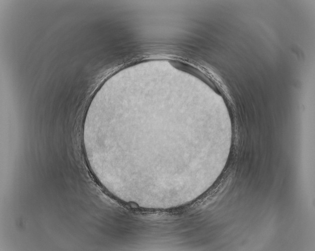 X0000111040385200908061501