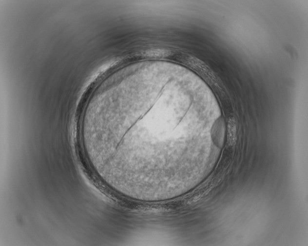 X0000111040726200908061456