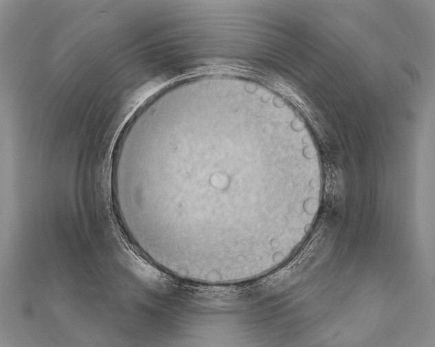 X0000111040836200908061455