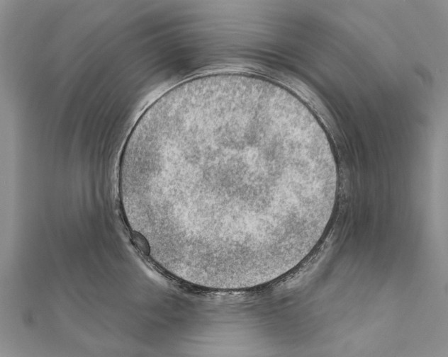 X0000111040858200908061455