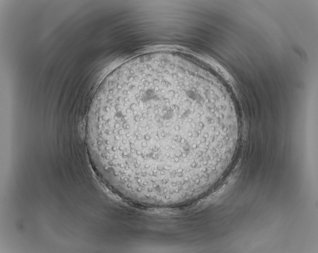 X0000111040953200908061454