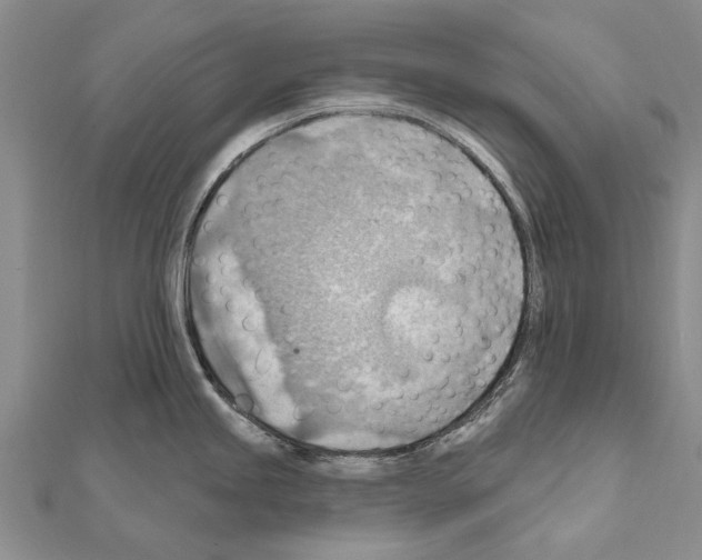 X0000111041245200908061450