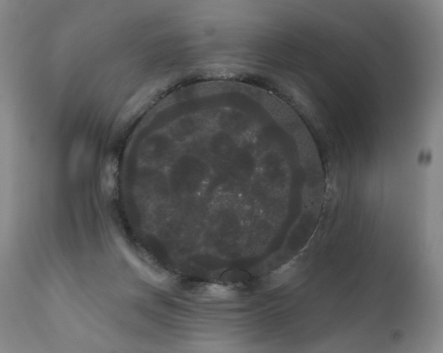 X0000111050166200906251441