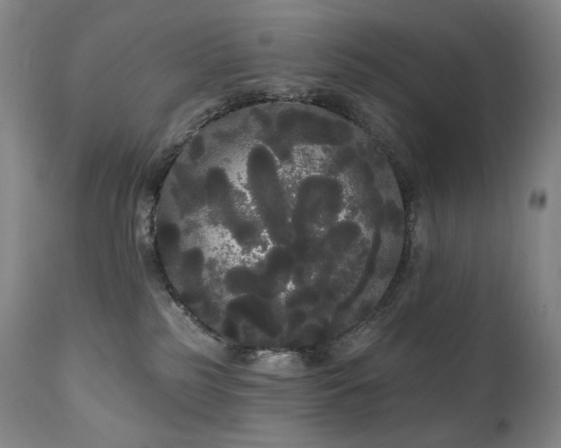 X0000111050185200906251442