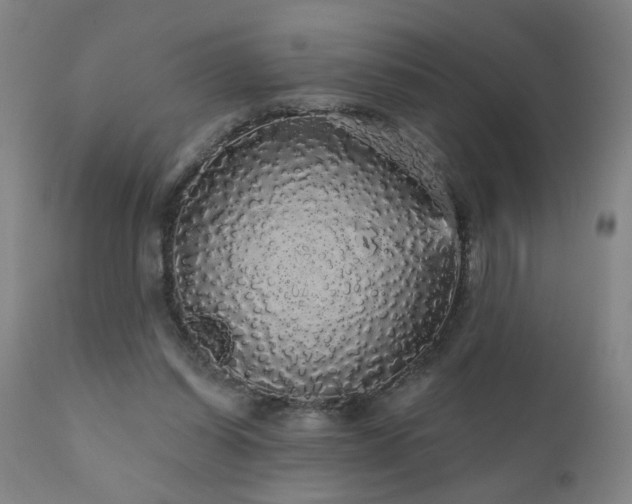 X0000111050254200906251440