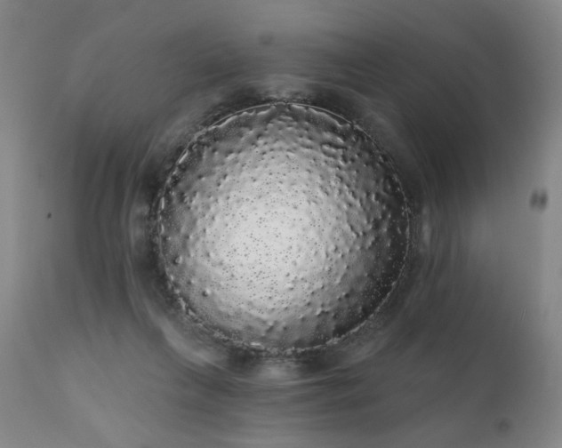 X0000111050263200906251440