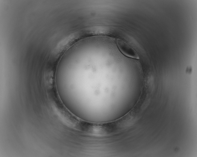 X0000111050264200906251440