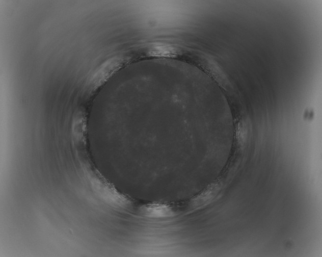 X0000111050322200906251439