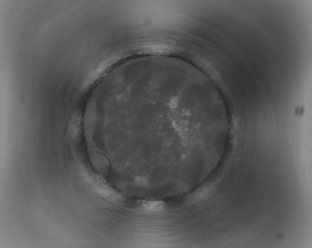 X0000111050355200906251438