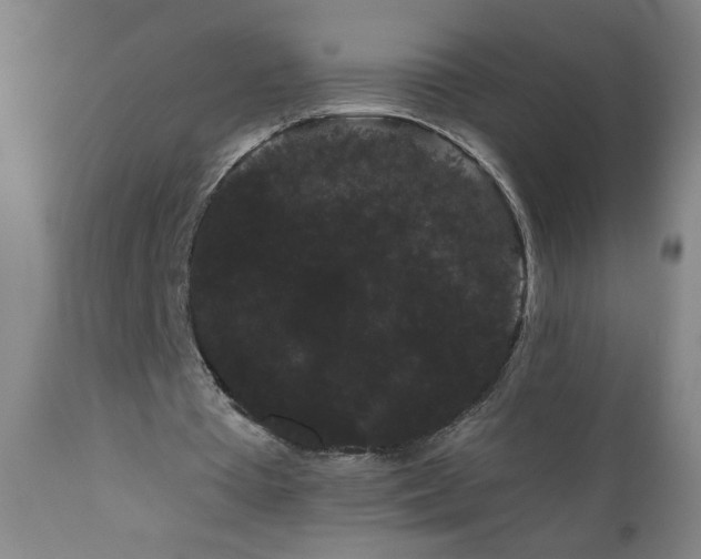 X0000111050385200906251438