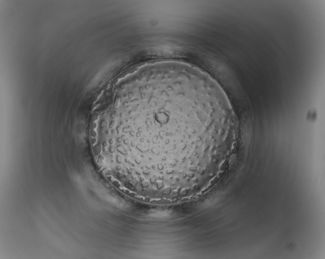 X0000111050457200906251437