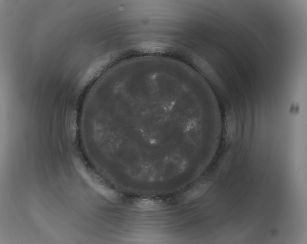 X0000111050494200906251436