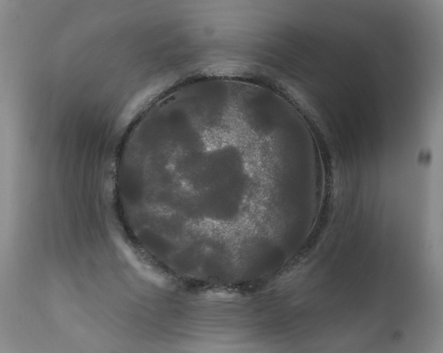 X0000111050586200906251435