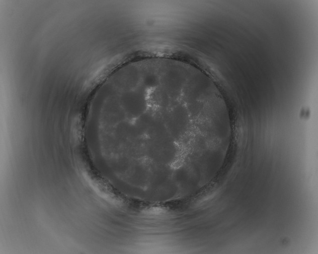 X0000111050594200906251435