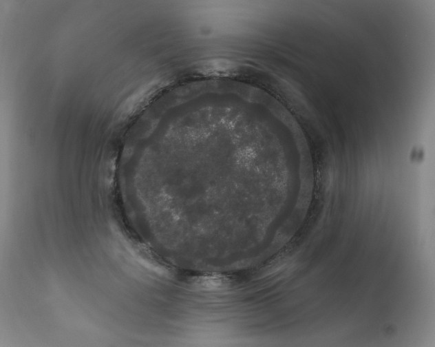 X0000111050652200906251434