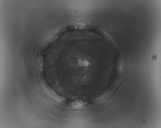 X0000111050661200906251434