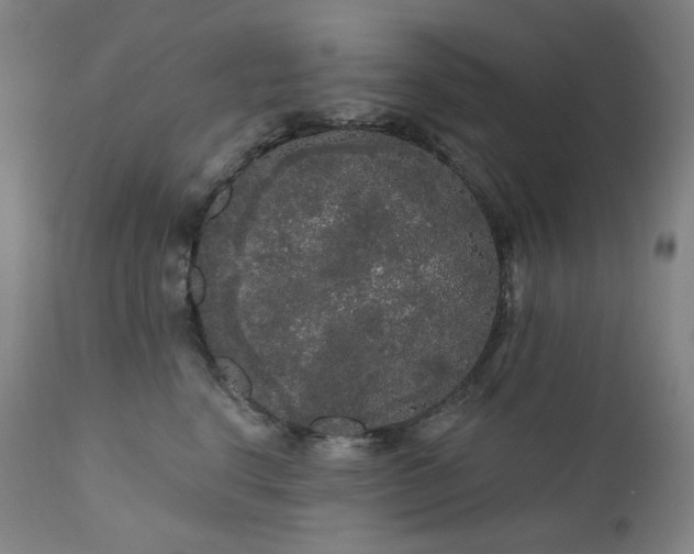 X0000111050664200906251434