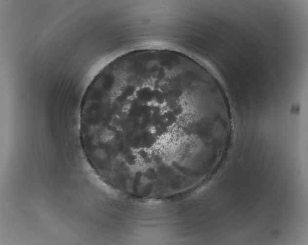 X0000111050839200906251431