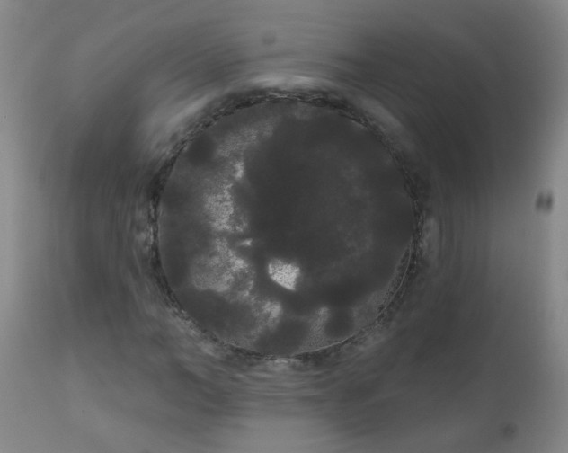 X0000111050966200906251429