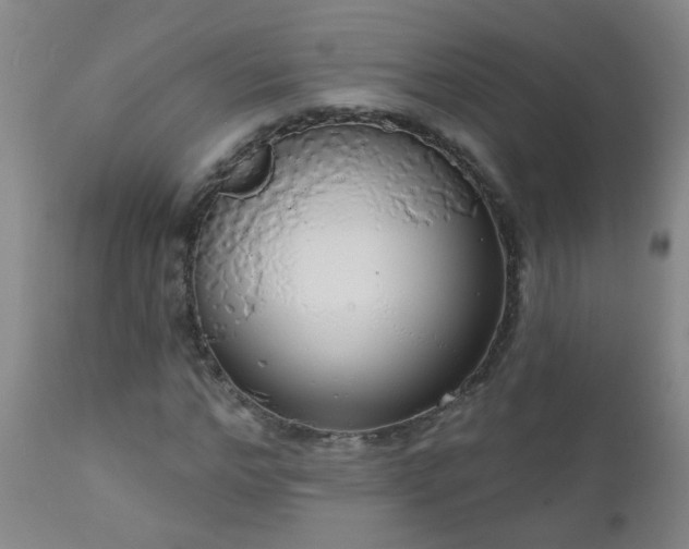 X0000111050968200906251429