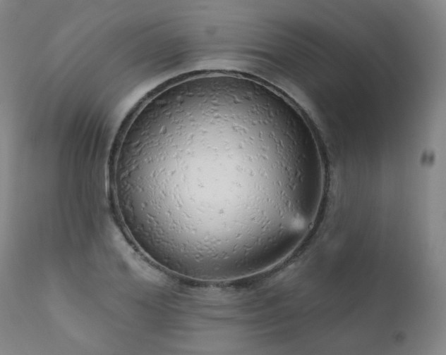 X0000111050980200906251429