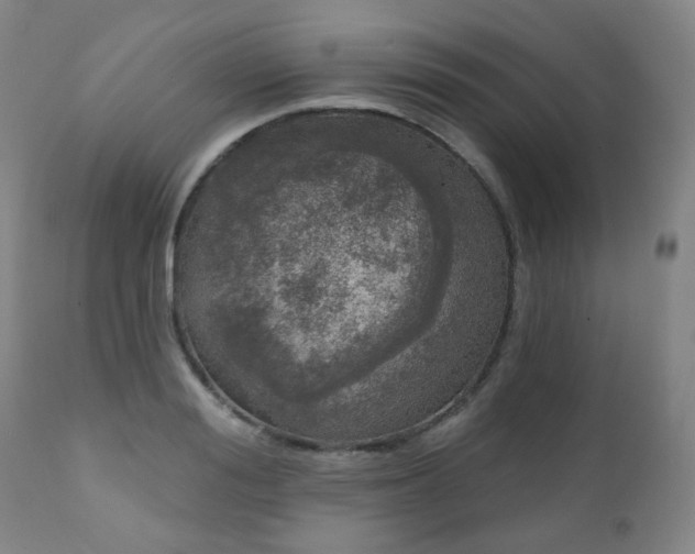 X0000111050988200906251429