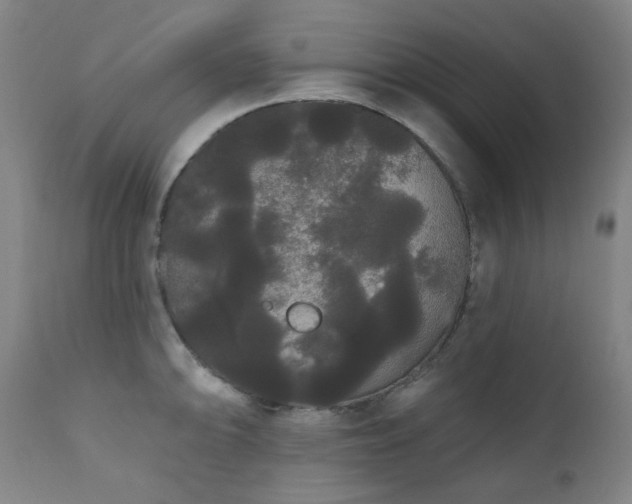 X0000111051094200906251427