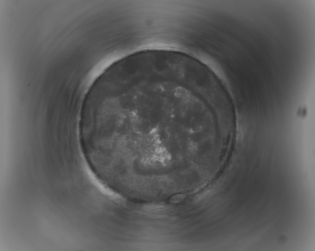 X0000111051237200906251426