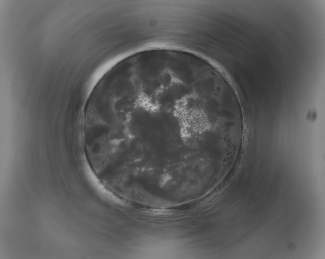 X0000111051295200906251424